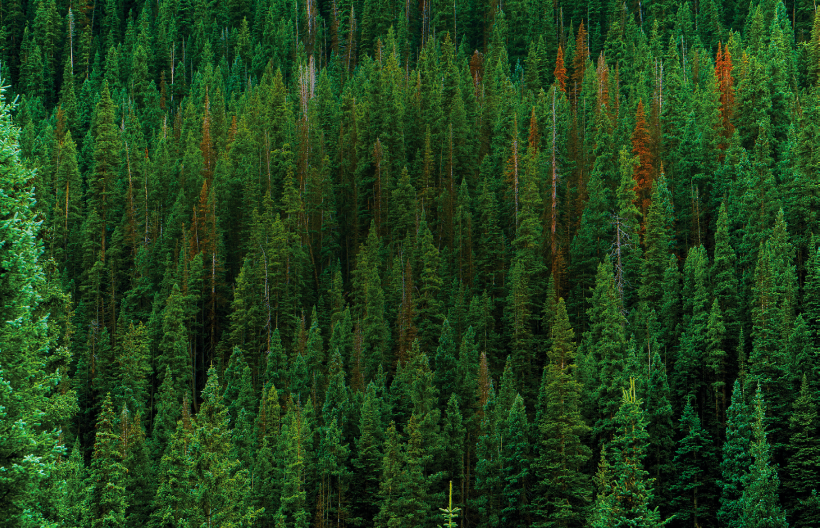 GIVING BACK TO OUR PLANET